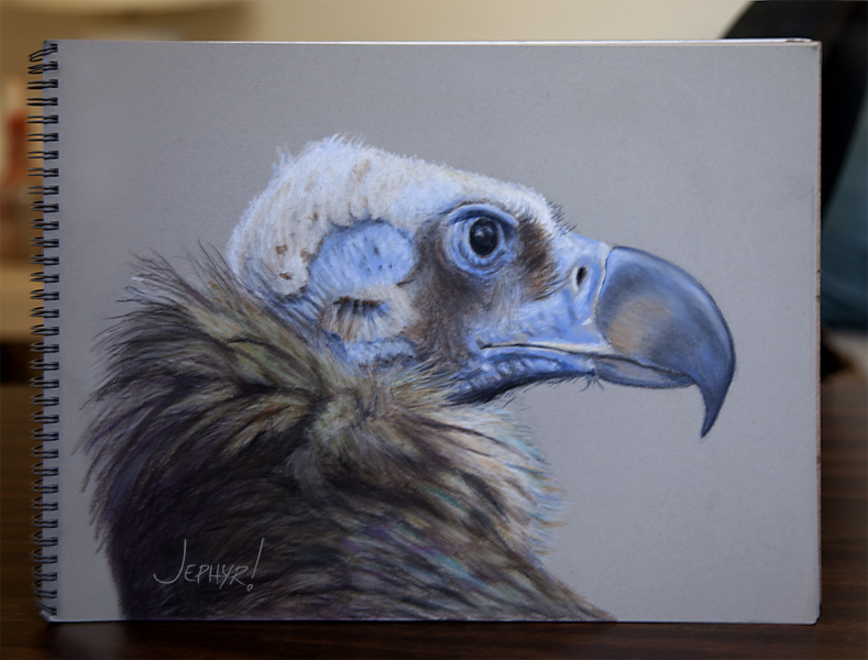Cinereous Vulture - Pastel Pencil Photo Study - Copyright 2017, Jephyr (Jeff Curtis), All Rights Reserved